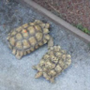 Meet your Posher, Kari